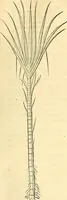 Picture 211 of 491 from Historia naturalis Brasiliae : auspicio et beneficio illustriss. I. Mauriti Com. Nassau illius provinciae et maris summi praefecti adornata : in qua non tantum plantae et animalia, sed et indigenarum morbi, ingenia et mores describuntur et iconibus supra quingentas illustrantur (1648), leaf 232