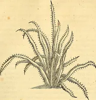 Picture 212 of 491 from Historia naturalis Brasiliae : auspicio et beneficio illustriss. I. Mauriti Com. Nassau illius provinciae et maris summi praefecti adornata : in qua non tantum plantae et animalia, sed et indigenarum morbi, ingenia et mores describuntur et iconibus supra quingentas illustrantur (1648), leaf 236