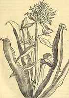 Picture 213 of 491 from Historia naturalis Brasiliae : auspicio et beneficio illustriss. I. Mauriti Com. Nassau illius provinciae et maris summi praefecti adornata : in qua non tantum plantae et animalia, sed et indigenarum morbi, ingenia et mores describuntur et iconibus supra quingentas illustrantur (1648), leaf 236
