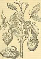 Picture 218 of 491 from Historia naturalis Brasiliae : auspicio et beneficio illustriss. I. Mauriti Com. Nassau illius provinciae et maris summi praefecti adornata : in qua non tantum plantae et animalia, sed et indigenarum morbi, ingenia et mores describuntur et iconibus supra quingentas illustrantur (1648), leaf 242
