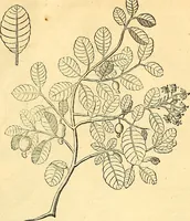 Picture 219 of 491 from Historia naturalis Brasiliae : auspicio et beneficio illustriss. I. Mauriti Com. Nassau illius provinciae et maris summi praefecti adornata : in qua non tantum plantae et animalia, sed et indigenarum morbi, ingenia et mores describuntur et iconibus supra quingentas illustrantur (1648), leaf 244