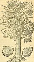 Picture 230 of 491 from Historia naturalis Brasiliae : auspicio et beneficio illustriss. I. Mauriti Com. Nassau illius provinciae et maris summi praefecti adornata : in qua non tantum plantae et animalia, sed et indigenarum morbi, ingenia et mores describuntur et iconibus supra quingentas illustrantur (1648), leaf 252