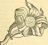 An illustration from Historia naturalis Brasiliae : auspicio et beneficio illustriss. I. Mauriti Com. Nassau illius provinciae et maris summi praefecti adornata : in qua non tantum plantae et animalia, sed et indigenarum morbi, ingenia et mores describuntur et iconibus supra quingentas illustrantur (1648)