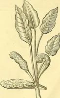 Picture 233 of 491 from Historia naturalis Brasiliae : auspicio et beneficio illustriss. I. Mauriti Com. Nassau illius provinciae et maris summi praefecti adornata : in qua non tantum plantae et animalia, sed et indigenarum morbi, ingenia et mores describuntur et iconibus supra quingentas illustrantur (1648), leaf 255