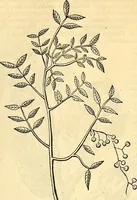 Picture 244 of 491 from Historia naturalis Brasiliae : auspicio et beneficio illustriss. I. Mauriti Com. Nassau illius provinciae et maris summi praefecti adornata : in qua non tantum plantae et animalia, sed et indigenarum morbi, ingenia et mores describuntur et iconibus supra quingentas illustrantur (1648), leaf 262