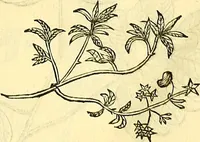 Picture 246 of 491 from Historia naturalis Brasiliae : auspicio et beneficio illustriss. I. Mauriti Com. Nassau illius provinciae et maris summi praefecti adornata : in qua non tantum plantae et animalia, sed et indigenarum morbi, ingenia et mores describuntur et iconibus supra quingentas illustrantur (1648), leaf 263
