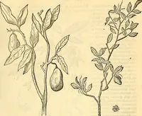 Picture 247 of 491 from Historia naturalis Brasiliae : auspicio et beneficio illustriss. I. Mauriti Com. Nassau illius provinciae et maris summi praefecti adornata : in qua non tantum plantae et animalia, sed et indigenarum morbi, ingenia et mores describuntur et iconibus supra quingentas illustrantur (1648), leaf 264