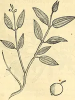 Picture 250 of 491 from Historia naturalis Brasiliae : auspicio et beneficio illustriss. I. Mauriti Com. Nassau illius provinciae et maris summi praefecti adornata : in qua non tantum plantae et animalia, sed et indigenarum morbi, ingenia et mores describuntur et iconibus supra quingentas illustrantur (1648), leaf 266