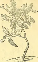 Picture 251 of 491 from Historia naturalis Brasiliae : auspicio et beneficio illustriss. I. Mauriti Com. Nassau illius provinciae et maris summi praefecti adornata : in qua non tantum plantae et animalia, sed et indigenarum morbi, ingenia et mores describuntur et iconibus supra quingentas illustrantur (1648), leaf 267