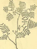 Picture 255 of 491 from Historia naturalis Brasiliae : auspicio et beneficio illustriss. I. Mauriti Com. Nassau illius provinciae et maris summi praefecti adornata : in qua non tantum plantae et animalia, sed et indigenarum morbi, ingenia et mores describuntur et iconibus supra quingentas illustrantur (1648), leaf 269