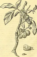 Picture 256 of 491 from Historia naturalis Brasiliae : auspicio et beneficio illustriss. I. Mauriti Com. Nassau illius provinciae et maris summi praefecti adornata : in qua non tantum plantae et animalia, sed et indigenarum morbi, ingenia et mores describuntur et iconibus supra quingentas illustrantur (1648), leaf 269