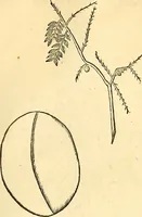 Picture 257 of 491 from Historia naturalis Brasiliae : auspicio et beneficio illustriss. I. Mauriti Com. Nassau illius provinciae et maris summi praefecti adornata : in qua non tantum plantae et animalia, sed et indigenarum morbi, ingenia et mores describuntur et iconibus supra quingentas illustrantur (1648), leaf 270
