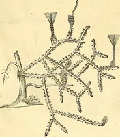 An illustration from Historia naturalis Brasiliae : auspicio et beneficio illustriss. I. Mauriti Com. Nassau illius provinciae et maris summi praefecti adornata : in qua non tantum plantae et animalia, sed et indigenarum morbi, ingenia et mores describuntur et iconibus supra quingentas illustrantur (1648)