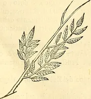 Picture 265 of 491 from Historia naturalis Brasiliae : auspicio et beneficio illustriss. I. Mauriti Com. Nassau illius provinciae et maris summi praefecti adornata : in qua non tantum plantae et animalia, sed et indigenarum morbi, ingenia et mores describuntur et iconibus supra quingentas illustrantur (1648), leaf 276