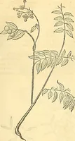 Picture 268 of 491 from Historia naturalis Brasiliae : auspicio et beneficio illustriss. I. Mauriti Com. Nassau illius provinciae et maris summi praefecti adornata : in qua non tantum plantae et animalia, sed et indigenarum morbi, ingenia et mores describuntur et iconibus supra quingentas illustrantur (1648), leaf 280