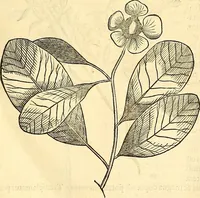 Picture 269 of 491 from Historia naturalis Brasiliae : auspicio et beneficio illustriss. I. Mauriti Com. Nassau illius provinciae et maris summi praefecti adornata : in qua non tantum plantae et animalia, sed et indigenarum morbi, ingenia et mores describuntur et iconibus supra quingentas illustrantur (1648), leaf 280