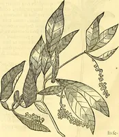 Picture 274 of 491 from Historia naturalis Brasiliae : auspicio et beneficio illustriss. I. Mauriti Com. Nassau illius provinciae et maris summi praefecti adornata : in qua non tantum plantae et animalia, sed et indigenarum morbi, ingenia et mores describuntur et iconibus supra quingentas illustrantur (1648), leaf 283