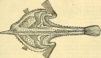 Picture 283 of 491 from Historia naturalis Brasiliae : auspicio et beneficio illustriss. I. Mauriti Com. Nassau illius provinciae et maris summi praefecti adornata : in qua non tantum plantae et animalia, sed et indigenarum morbi, ingenia et mores describuntur et iconibus supra quingentas illustrantur (1648), leaf 292