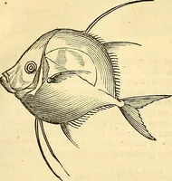 Picture 286 of 491 from Historia naturalis Brasiliae : auspicio et beneficio illustriss. I. Mauriti Com. Nassau illius provinciae et maris summi praefecti adornata : in qua non tantum plantae et animalia, sed et indigenarum morbi, ingenia et mores describuntur et iconibus supra quingentas illustrantur (1648), leaf 294