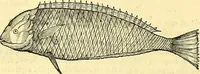 Picture 288 of 491 from Historia naturalis Brasiliae : auspicio et beneficio illustriss. I. Mauriti Com. Nassau illius provinciae et maris summi praefecti adornata : in qua non tantum plantae et animalia, sed et indigenarum morbi, ingenia et mores describuntur et iconibus supra quingentas illustrantur (1648), leaf 295