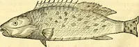 Picture 289 of 491 from Historia naturalis Brasiliae : auspicio et beneficio illustriss. I. Mauriti Com. Nassau illius provinciae et maris summi praefecti adornata : in qua non tantum plantae et animalia, sed et indigenarum morbi, ingenia et mores describuntur et iconibus supra quingentas illustrantur (1648), leaf 295