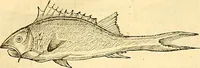 Picture 290 of 491 from Historia naturalis Brasiliae : auspicio et beneficio illustriss. I. Mauriti Com. Nassau illius provinciae et maris summi praefecti adornata : in qua non tantum plantae et animalia, sed et indigenarum morbi, ingenia et mores describuntur et iconibus supra quingentas illustrantur (1648), leaf 296