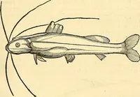 Picture 293 of 491 from Historia naturalis Brasiliae : auspicio et beneficio illustriss. I. Mauriti Com. Nassau illius provinciae et maris summi praefecti adornata : in qua non tantum plantae et animalia, sed et indigenarum morbi, ingenia et mores describuntur et iconibus supra quingentas illustrantur (1648), leaf 298