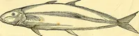 Picture 295 of 491 from Historia naturalis Brasiliae : auspicio et beneficio illustriss. I. Mauriti Com. Nassau illius provinciae et maris summi praefecti adornata : in qua non tantum plantae et animalia, sed et indigenarum morbi, ingenia et mores describuntur et iconibus supra quingentas illustrantur (1648), leaf 299
