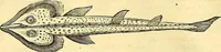 Picture 297 of 491 from Historia naturalis Brasiliae : auspicio et beneficio illustriss. I. Mauriti Com. Nassau illius provinciae et maris summi praefecti adornata : in qua non tantum plantae et animalia, sed et indigenarum morbi, ingenia et mores describuntur et iconibus supra quingentas illustrantur (1648), leaf 301