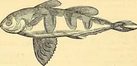 An illustration from Historia naturalis Brasiliae : auspicio et beneficio illustriss. I. Mauriti Com. Nassau illius provinciae et maris summi praefecti adornata : in qua non tantum plantae et animalia, sed et indigenarum morbi, ingenia et mores describuntur et iconibus supra quingentas illustrantur (1648)