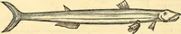 An illustration from Historia naturalis Brasiliae : auspicio et beneficio illustriss. I. Mauriti Com. Nassau illius provinciae et maris summi praefecti adornata : in qua non tantum plantae et animalia, sed et indigenarum morbi, ingenia et mores describuntur et iconibus supra quingentas illustrantur (1648)