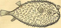 Picture 312 of 491 from Historia naturalis Brasiliae : auspicio et beneficio illustriss. I. Mauriti Com. Nassau illius provinciae et maris summi praefecti adornata : in qua non tantum plantae et animalia, sed et indigenarum morbi, ingenia et mores describuntur et iconibus supra quingentas illustrantur (1648), leaf 308