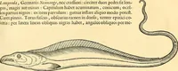 Picture 316 of 491 from Historia naturalis Brasiliae : auspicio et beneficio illustriss. I. Mauriti Com. Nassau illius provinciae et maris summi praefecti adornata : in qua non tantum plantae et animalia, sed et indigenarum morbi, ingenia et mores describuntur et iconibus supra quingentas illustrantur (1648), leaf 310