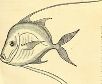 Picture 317 of 491 from Historia naturalis Brasiliae : auspicio et beneficio illustriss. I. Mauriti Com. Nassau illius provinciae et maris summi praefecti adornata : in qua non tantum plantae et animalia, sed et indigenarum morbi, ingenia et mores describuntur et iconibus supra quingentas illustrantur (1648), leaf 310