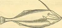 Picture 319 of 491 from Historia naturalis Brasiliae : auspicio et beneficio illustriss. I. Mauriti Com. Nassau illius provinciae et maris summi praefecti adornata : in qua non tantum plantae et animalia, sed et indigenarum morbi, ingenia et mores describuntur et iconibus supra quingentas illustrantur (1648), leaf 312