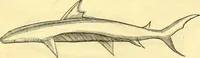 Picture 321 of 491 from Historia naturalis Brasiliae : auspicio et beneficio illustriss. I. Mauriti Com. Nassau illius provinciae et maris summi praefecti adornata : in qua non tantum plantae et animalia, sed et indigenarum morbi, ingenia et mores describuntur et iconibus supra quingentas illustrantur (1648), leaf 313