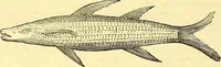 An illustration from Historia naturalis Brasiliae : auspicio et beneficio illustriss. I. Mauriti Com. Nassau illius provinciae et maris summi praefecti adornata : in qua non tantum plantae et animalia, sed et indigenarum morbi, ingenia et mores describuntur et iconibus supra quingentas illustrantur (1648)