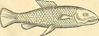 An illustration from Historia naturalis Brasiliae : auspicio et beneficio illustriss. I. Mauriti Com. Nassau illius provinciae et maris summi praefecti adornata : in qua non tantum plantae et animalia, sed et indigenarum morbi, ingenia et mores describuntur et iconibus supra quingentas illustrantur (1648)