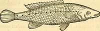 Picture 333 of 491 from Historia naturalis Brasiliae : auspicio et beneficio illustriss. I. Mauriti Com. Nassau illius provinciae et maris summi praefecti adornata : in qua non tantum plantae et animalia, sed et indigenarum morbi, ingenia et mores describuntur et iconibus supra quingentas illustrantur (1648), leaf 320