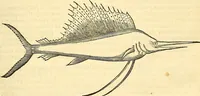 Picture 334 of 491 from Historia naturalis Brasiliae : auspicio et beneficio illustriss. I. Mauriti Com. Nassau illius provinciae et maris summi praefecti adornata : in qua non tantum plantae et animalia, sed et indigenarum morbi, ingenia et mores describuntur et iconibus supra quingentas illustrantur (1648), leaf 320