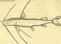Picture 338 of 491 from Historia naturalis Brasiliae : auspicio et beneficio illustriss. I. Mauriti Com. Nassau illius provinciae et maris summi praefecti adornata : in qua non tantum plantae et animalia, sed et indigenarum morbi, ingenia et mores describuntur et iconibus supra quingentas illustrantur (1648), leaf 323