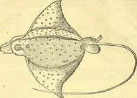 Picture 343 of 491 from Historia naturalis Brasiliae : auspicio et beneficio illustriss. I. Mauriti Com. Nassau illius provinciae et maris summi praefecti adornata : in qua non tantum plantae et animalia, sed et indigenarum morbi, ingenia et mores describuntur et iconibus supra quingentas illustrantur (1648), leaf 325