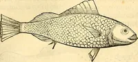 An illustration from Historia naturalis Brasiliae : auspicio et beneficio illustriss. I. Mauriti Com. Nassau illius provinciae et maris summi praefecti adornata : in qua non tantum plantae et animalia, sed et indigenarum morbi, ingenia et mores describuntur et iconibus supra quingentas illustrantur (1648)