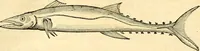 An illustration from Historia naturalis Brasiliae : auspicio et beneficio illustriss. I. Mauriti Com. Nassau illius provinciae et maris summi praefecti adornata : in qua non tantum plantae et animalia, sed et indigenarum morbi, ingenia et mores describuntur et iconibus supra quingentas illustrantur (1648)