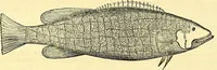 Picture 352 of 491 from Historia naturalis Brasiliae : auspicio et beneficio illustriss. I. Mauriti Com. Nassau illius provinciae et maris summi praefecti adornata : in qua non tantum plantae et animalia, sed et indigenarum morbi, ingenia et mores describuntur et iconibus supra quingentas illustrantur (1648), leaf 329