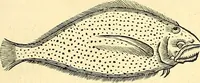 An illustration from Historia naturalis Brasiliae : auspicio et beneficio illustriss. I. Mauriti Com. Nassau illius provinciae et maris summi praefecti adornata : in qua non tantum plantae et animalia, sed et indigenarum morbi, ingenia et mores describuntur et iconibus supra quingentas illustrantur (1648)