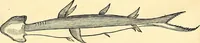 Picture 354 of 491 from Historia naturalis Brasiliae : auspicio et beneficio illustriss. I. Mauriti Com. Nassau illius provinciae et maris summi praefecti adornata : in qua non tantum plantae et animalia, sed et indigenarum morbi, ingenia et mores describuntur et iconibus supra quingentas illustrantur (1648), leaf 330