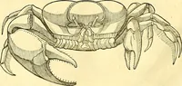 Picture 363 of 491 from Historia naturalis Brasiliae : auspicio et beneficio illustriss. I. Mauriti Com. Nassau illius provinciae et maris summi praefecti adornata : in qua non tantum plantae et animalia, sed et indigenarum morbi, ingenia et mores describuntur et iconibus supra quingentas illustrantur (1648), leaf 333