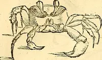 Picture 364 of 491 from Historia naturalis Brasiliae : auspicio et beneficio illustriss. I. Mauriti Com. Nassau illius provinciae et maris summi praefecti adornata : in qua non tantum plantae et animalia, sed et indigenarum morbi, ingenia et mores describuntur et iconibus supra quingentas illustrantur (1648), leaf 334
