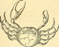 Picture 365 of 491 from Historia naturalis Brasiliae : auspicio et beneficio illustriss. I. Mauriti Com. Nassau illius provinciae et maris summi praefecti adornata : in qua non tantum plantae et animalia, sed et indigenarum morbi, ingenia et mores describuntur et iconibus supra quingentas illustrantur (1648), leaf 334